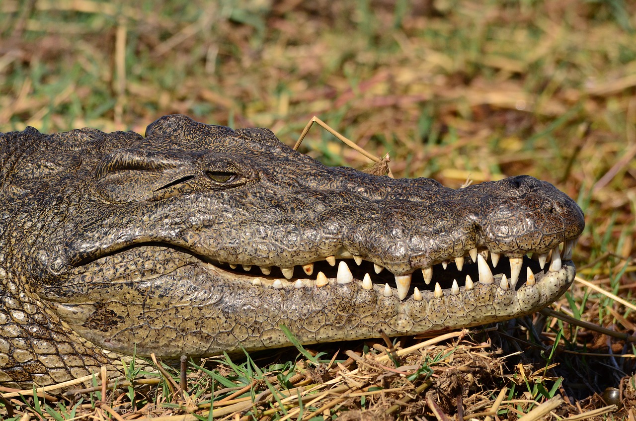 crocodile botswana chobe free photo