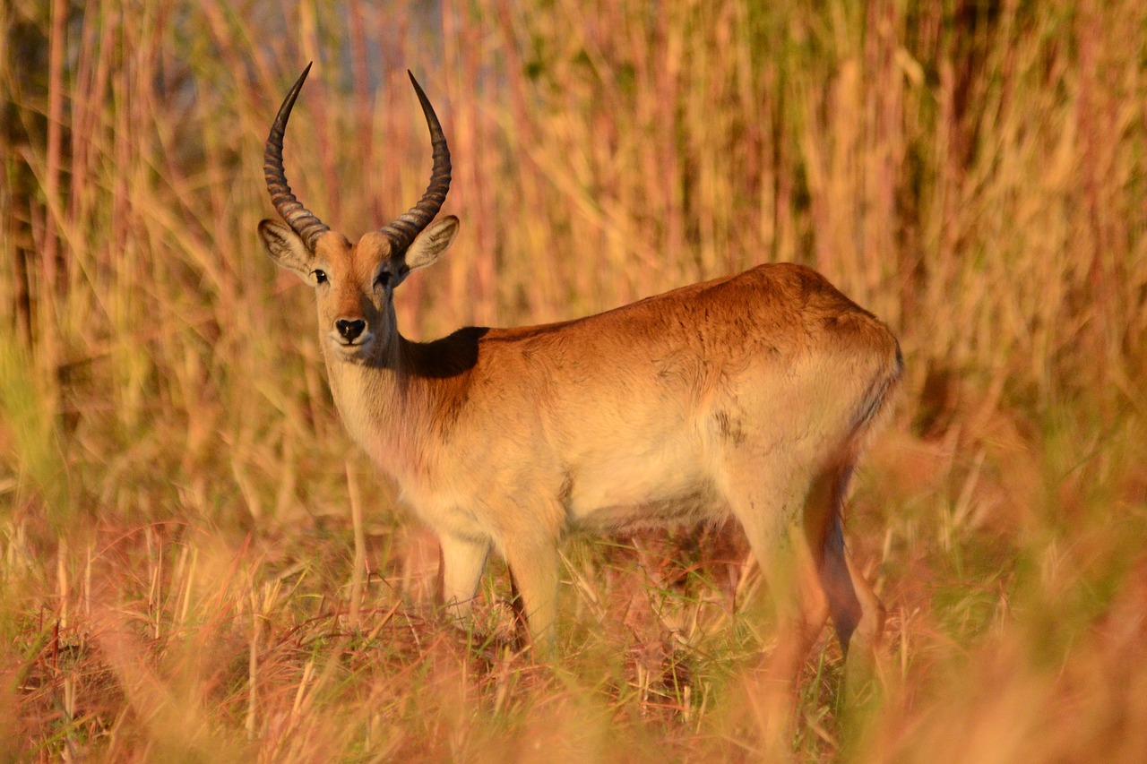 antelope mammal botswana free photo