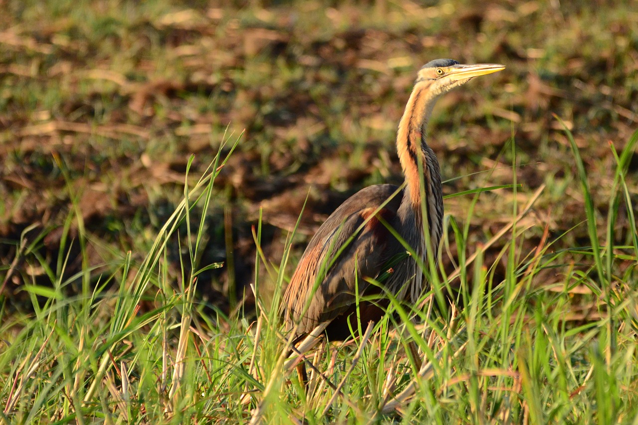 purple heron heron bird free photo