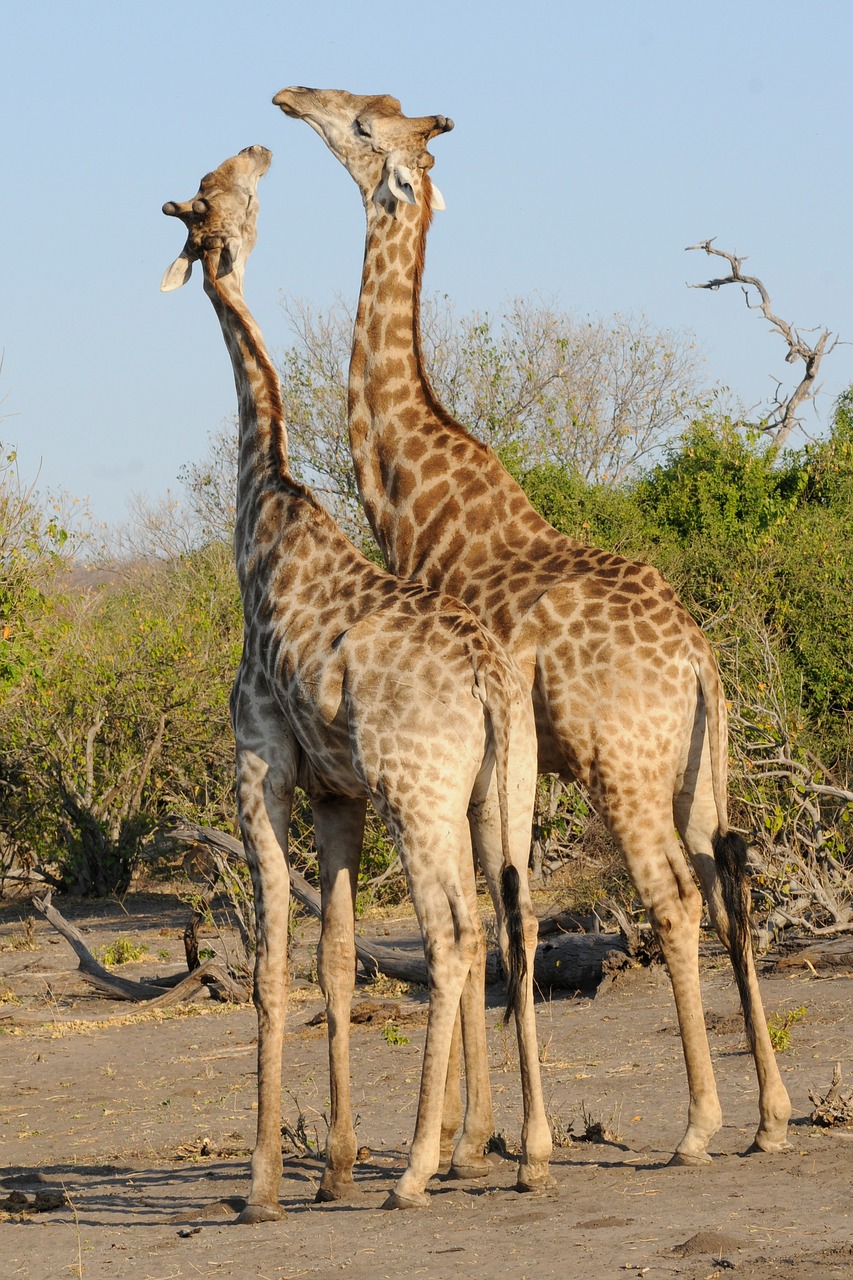 botswana chobe giraffes free photo