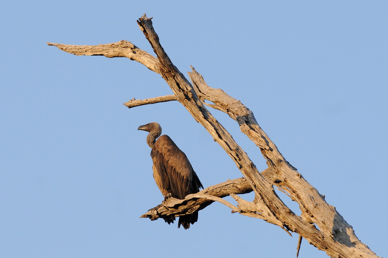 vulture bird botswana free photo