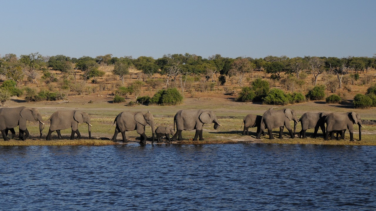 elephant africa river free photo