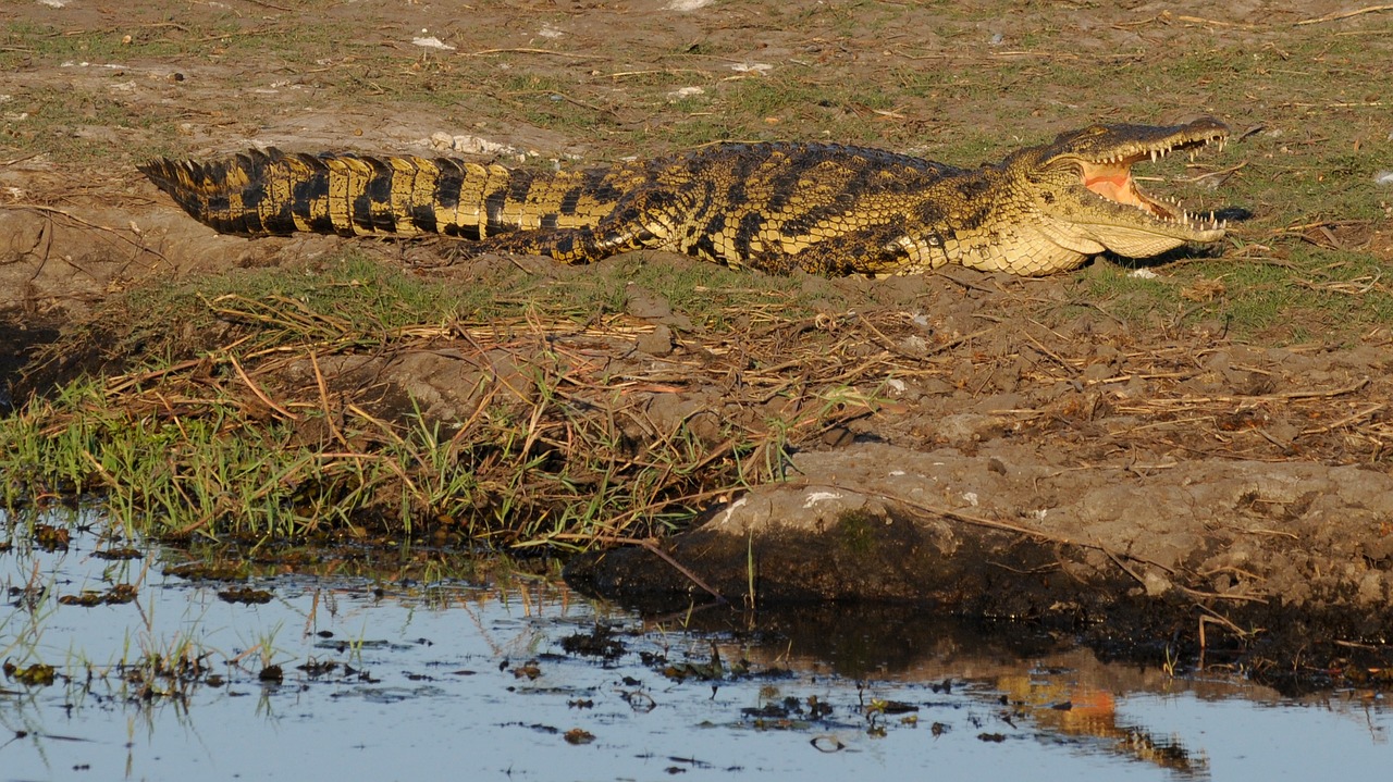 crocodile botswana chobe free photo