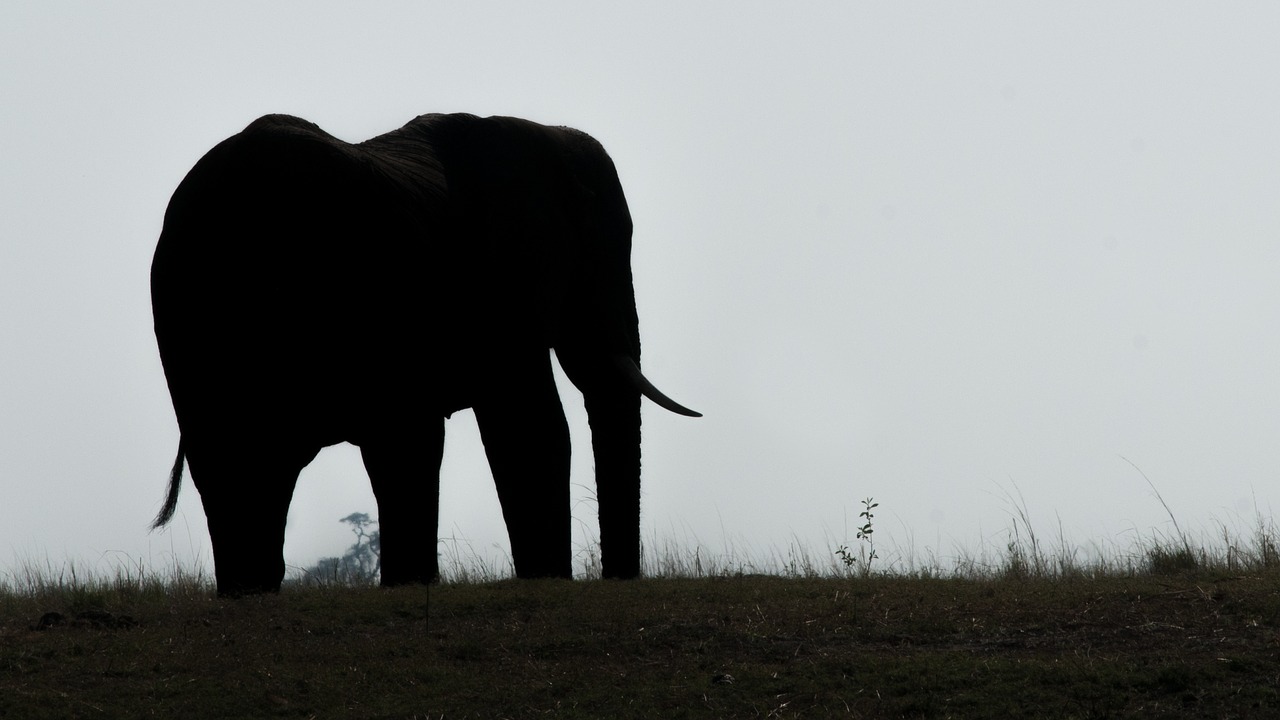 elephant botswana chobe free photo