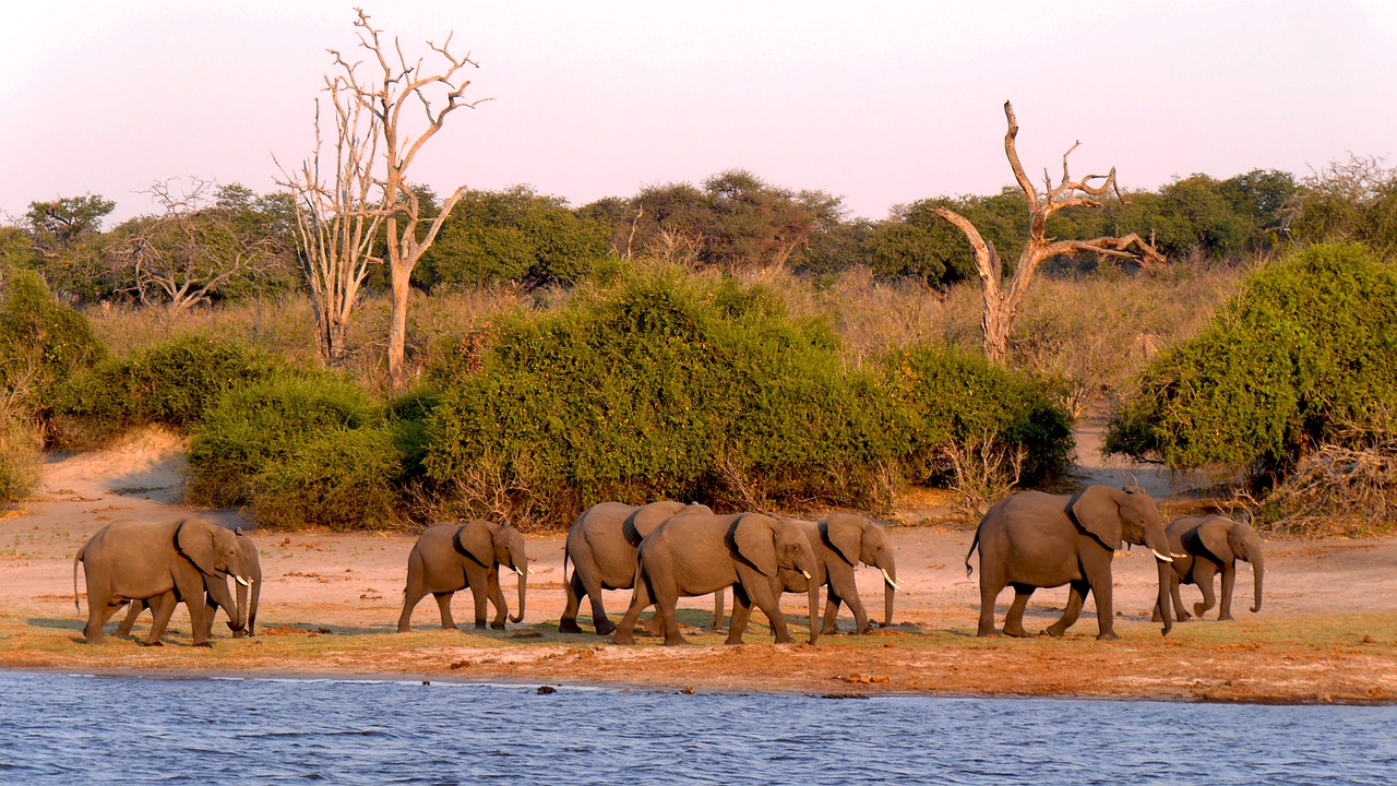 botswana chobe elephant free photo