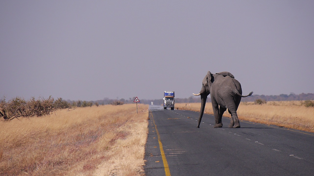 botswana elephant road free photo