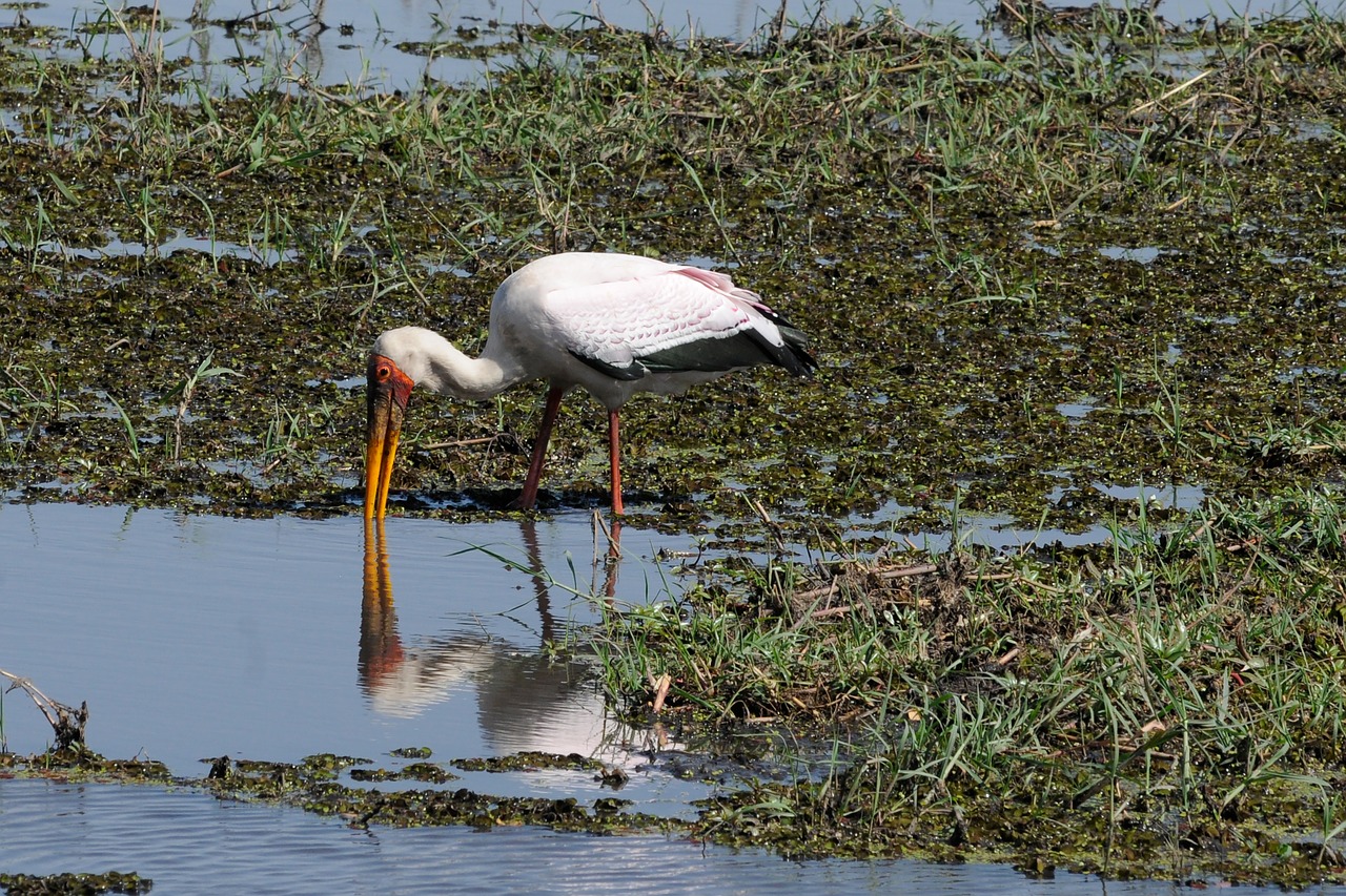 botswana chobe yellow-billed stork free photo