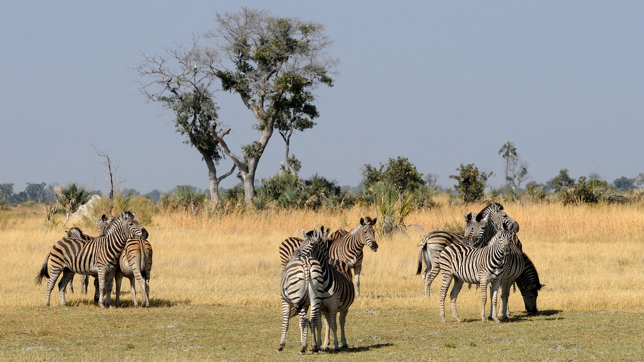 botswana okavango delta zebras free photo