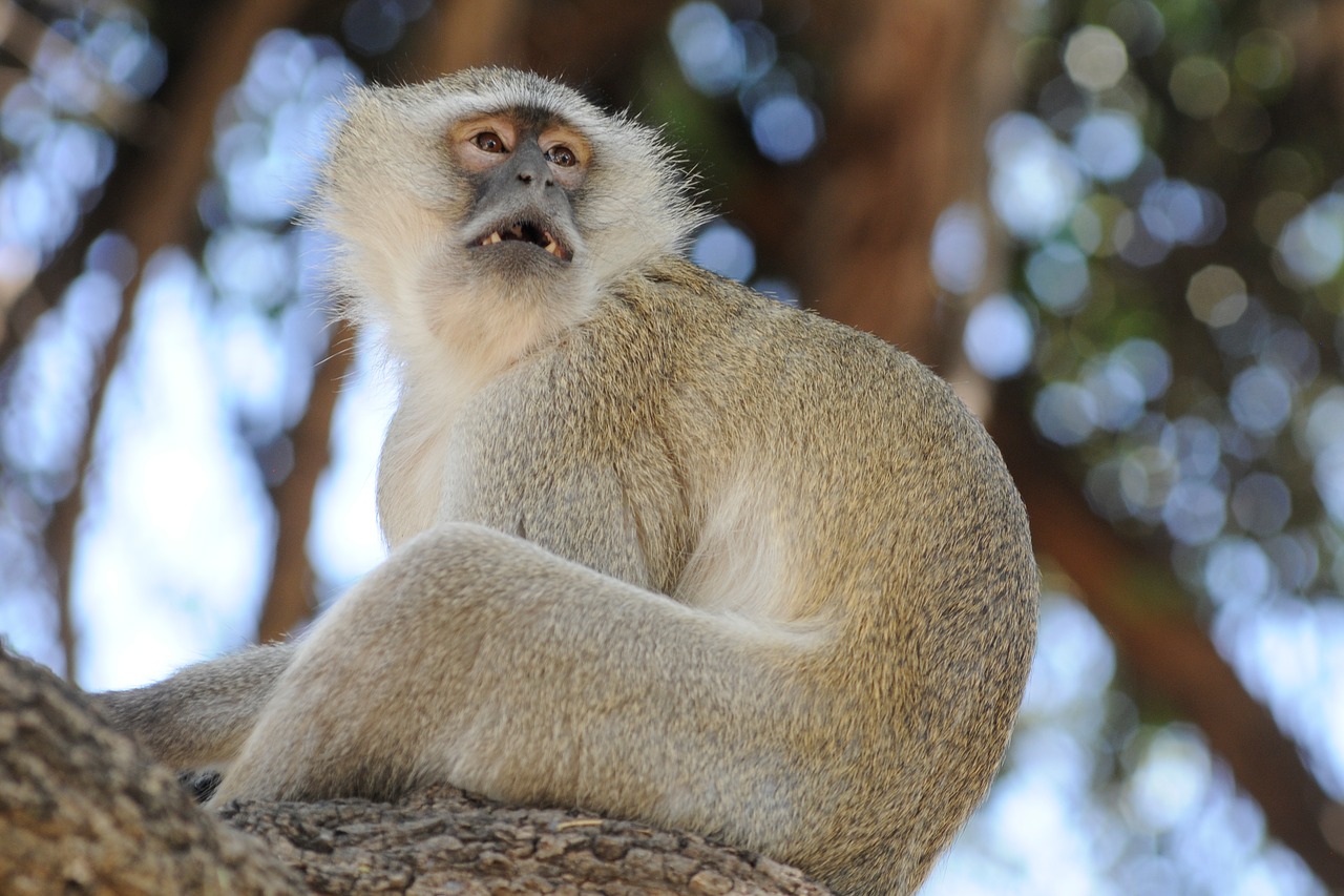 botswana monkey curiosity free photo