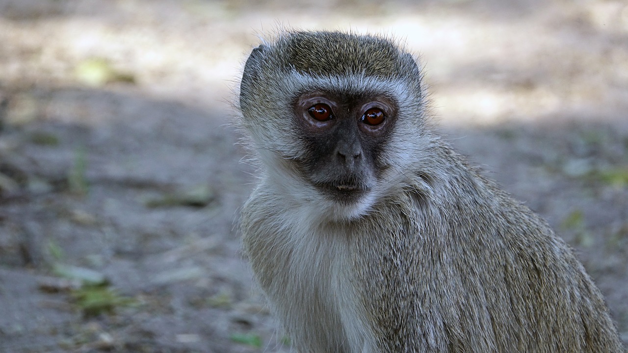 botswana old world monkey monkey free photo