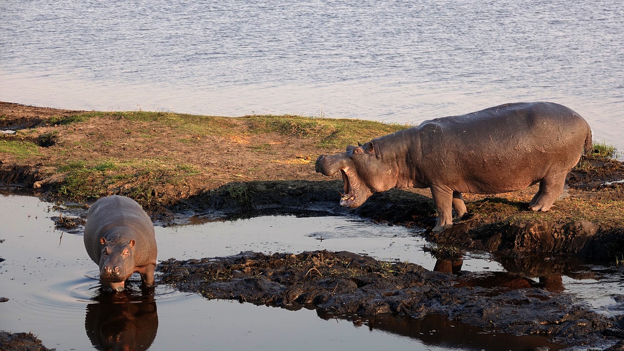 botswana hippos hopo free photo