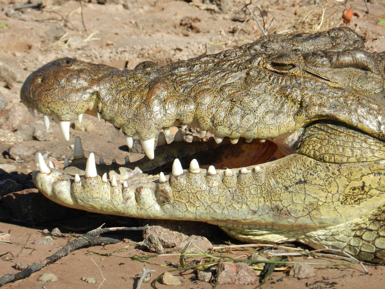 botswana crocodile chobe free photo