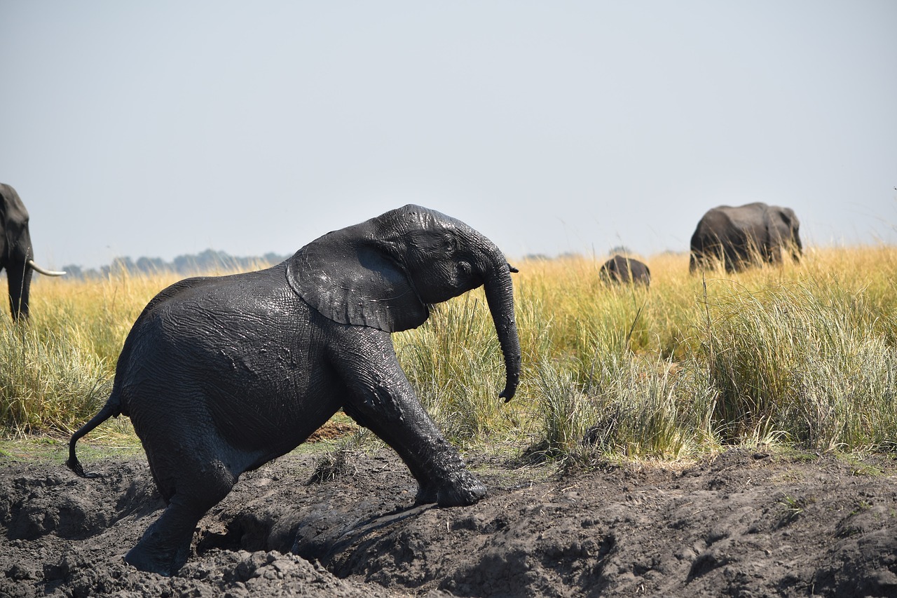 botswana elephant baby free photo