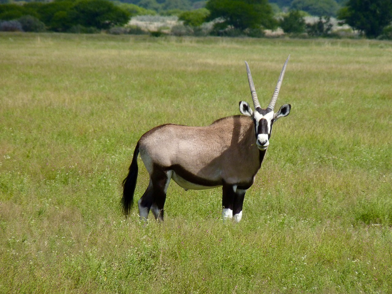 botswana antelope safari free photo