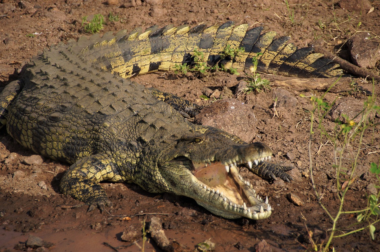 botswana crocodile the chobe river free photo
