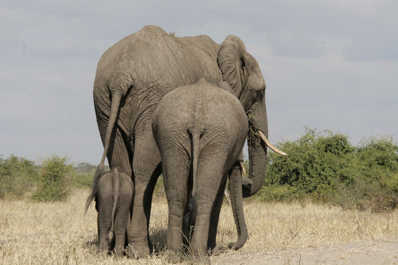 botswana  elephant  baby elephant free photo