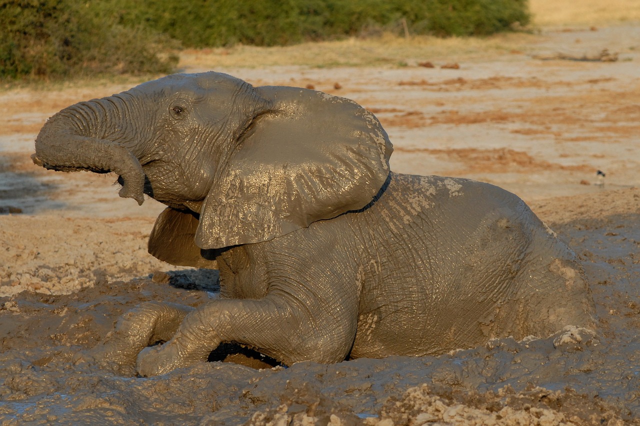 botswana elephant badespass free photo