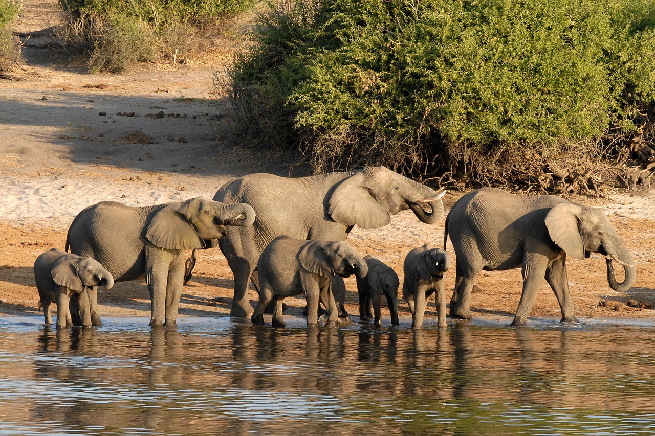botswana elephant chobe free photo