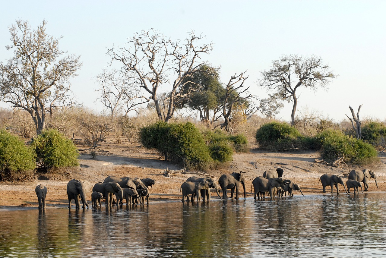 botswana herd of elephants chobe free photo
