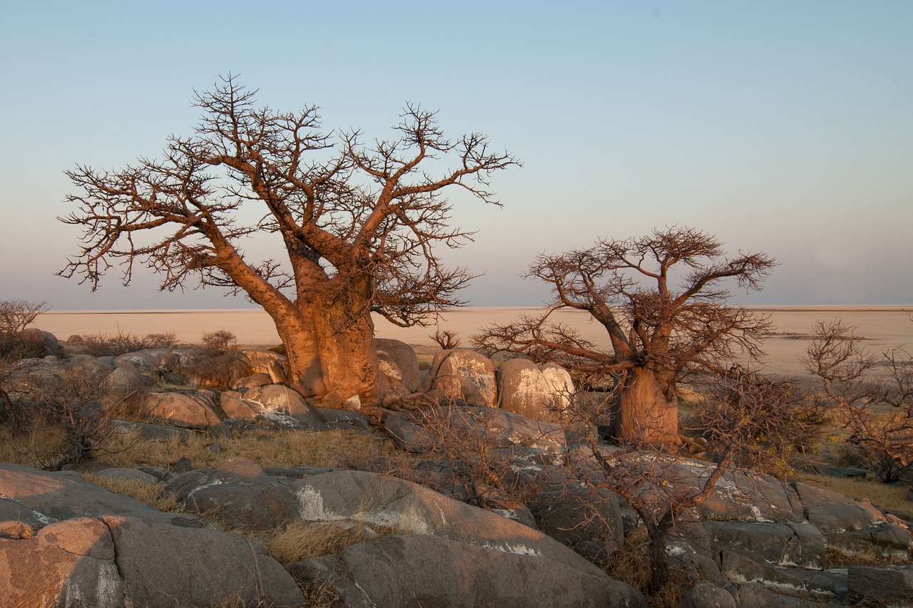 botswana baobab free pictures free photo