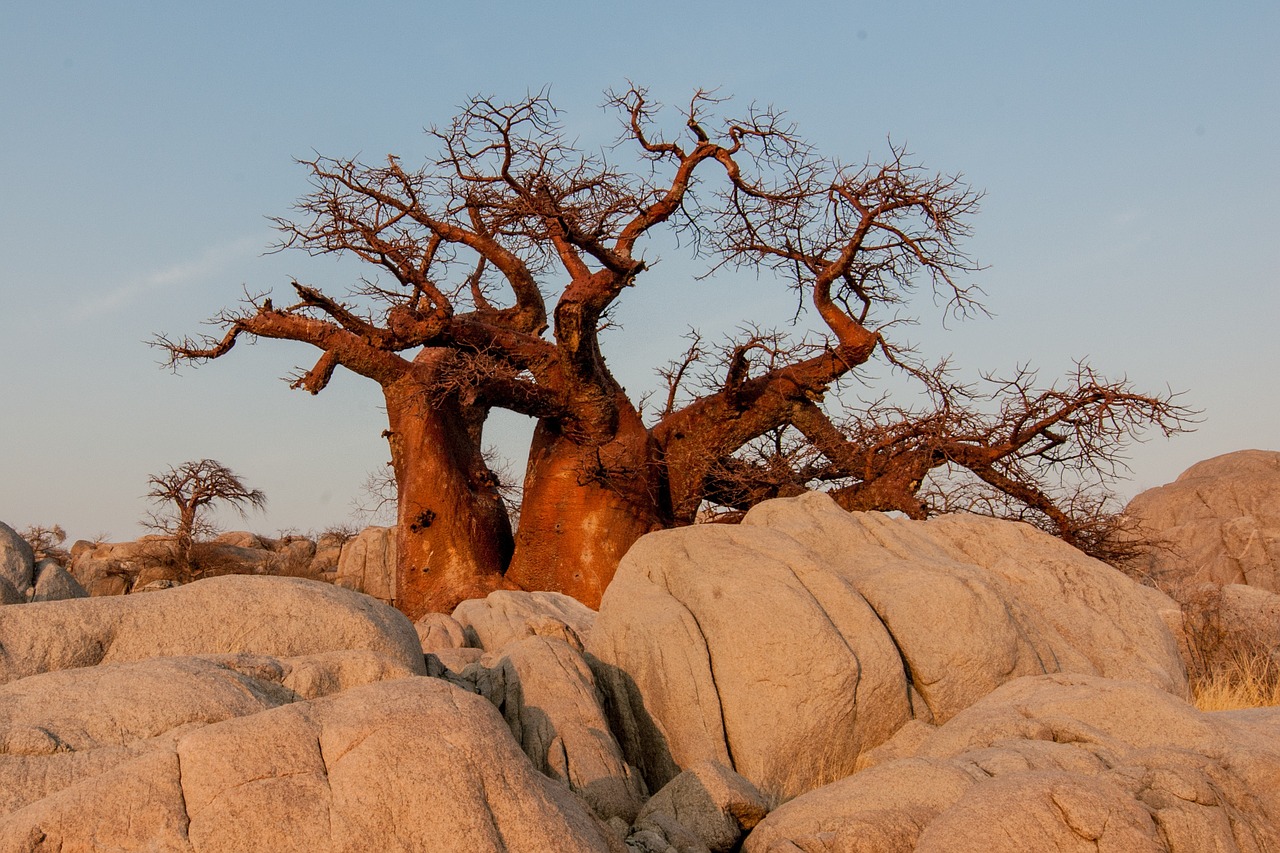 botswana baobab sunrise free photo