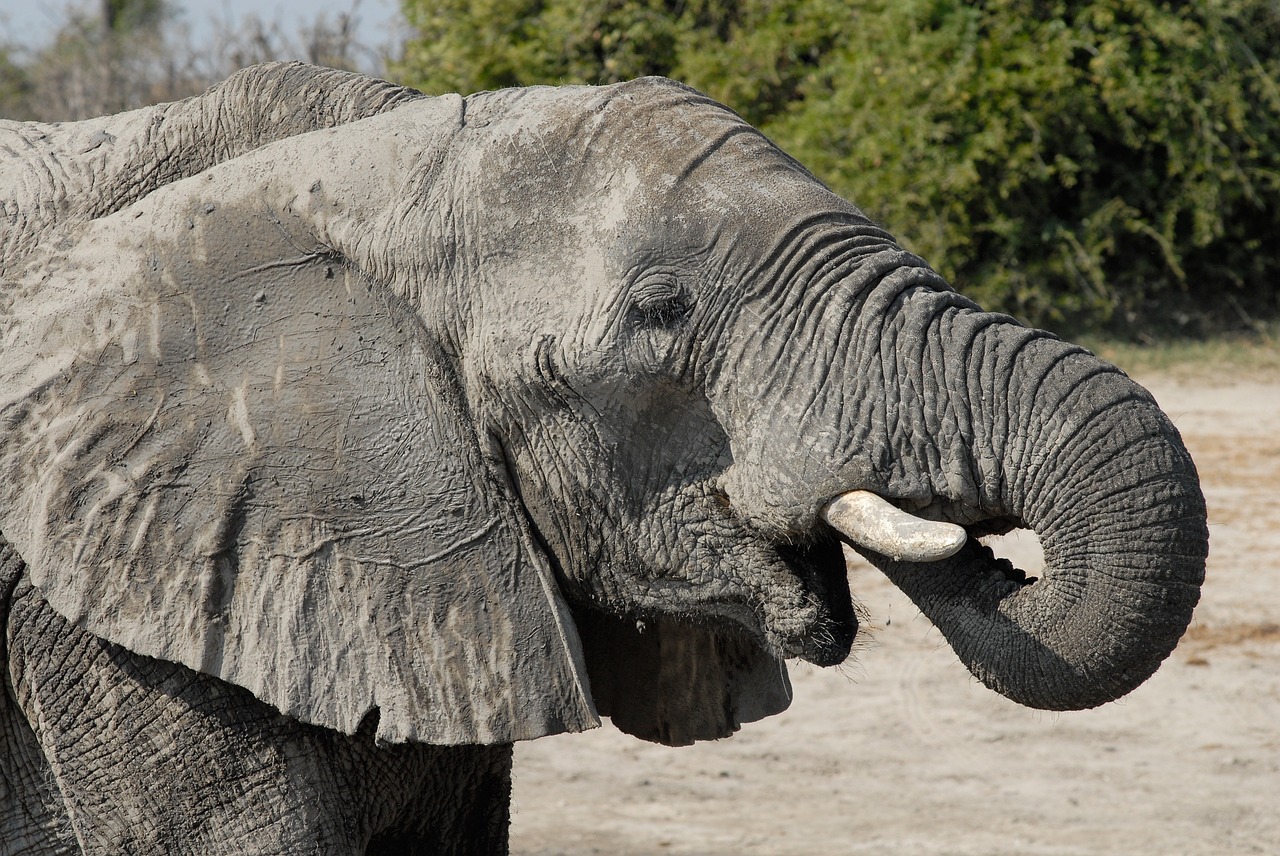 botswana elephant chobe free photo