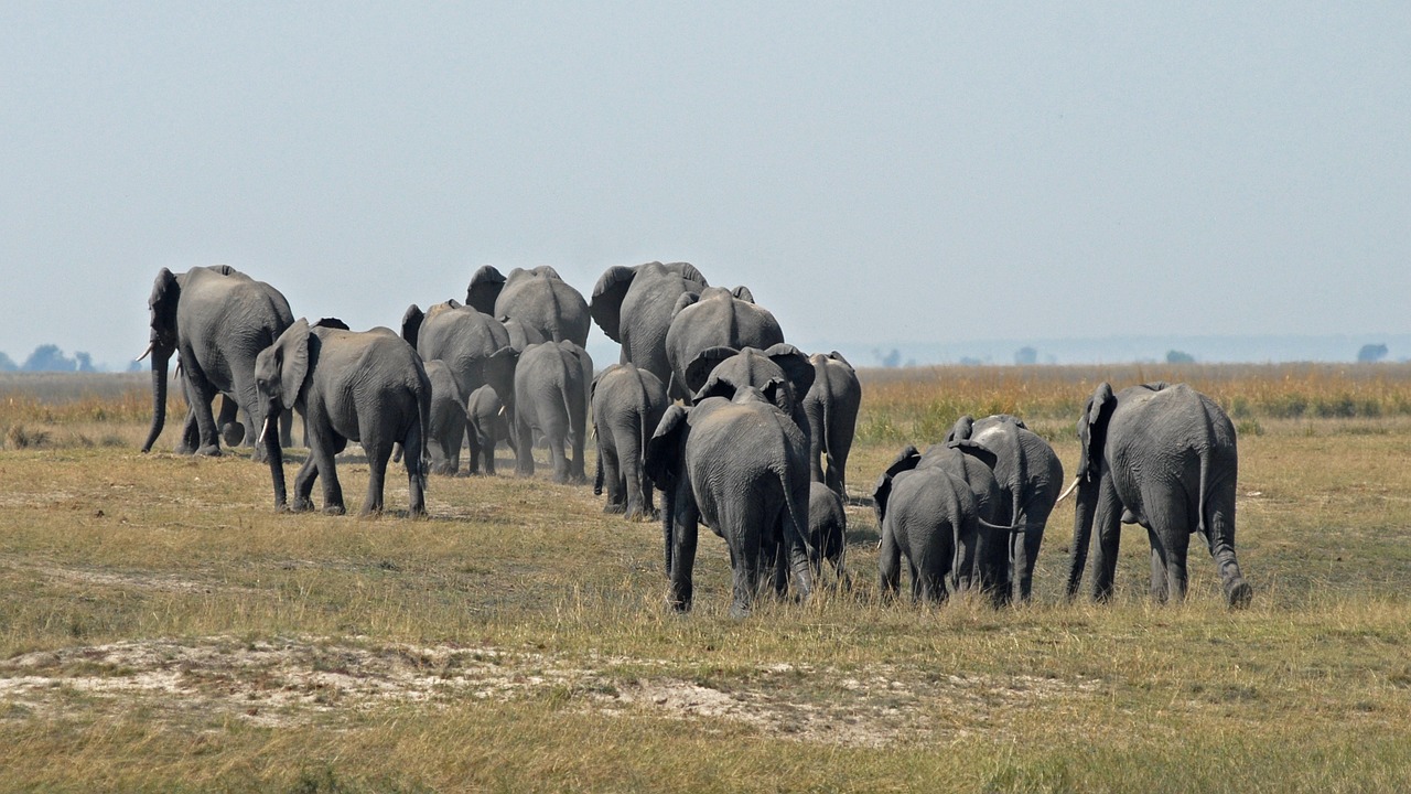 botswana chobe herd of elephants free photo