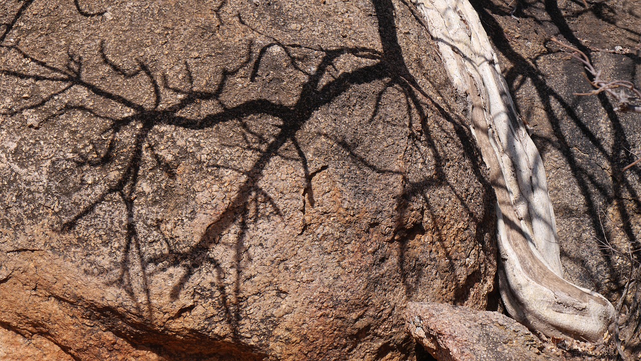 botswana tree rock free photo