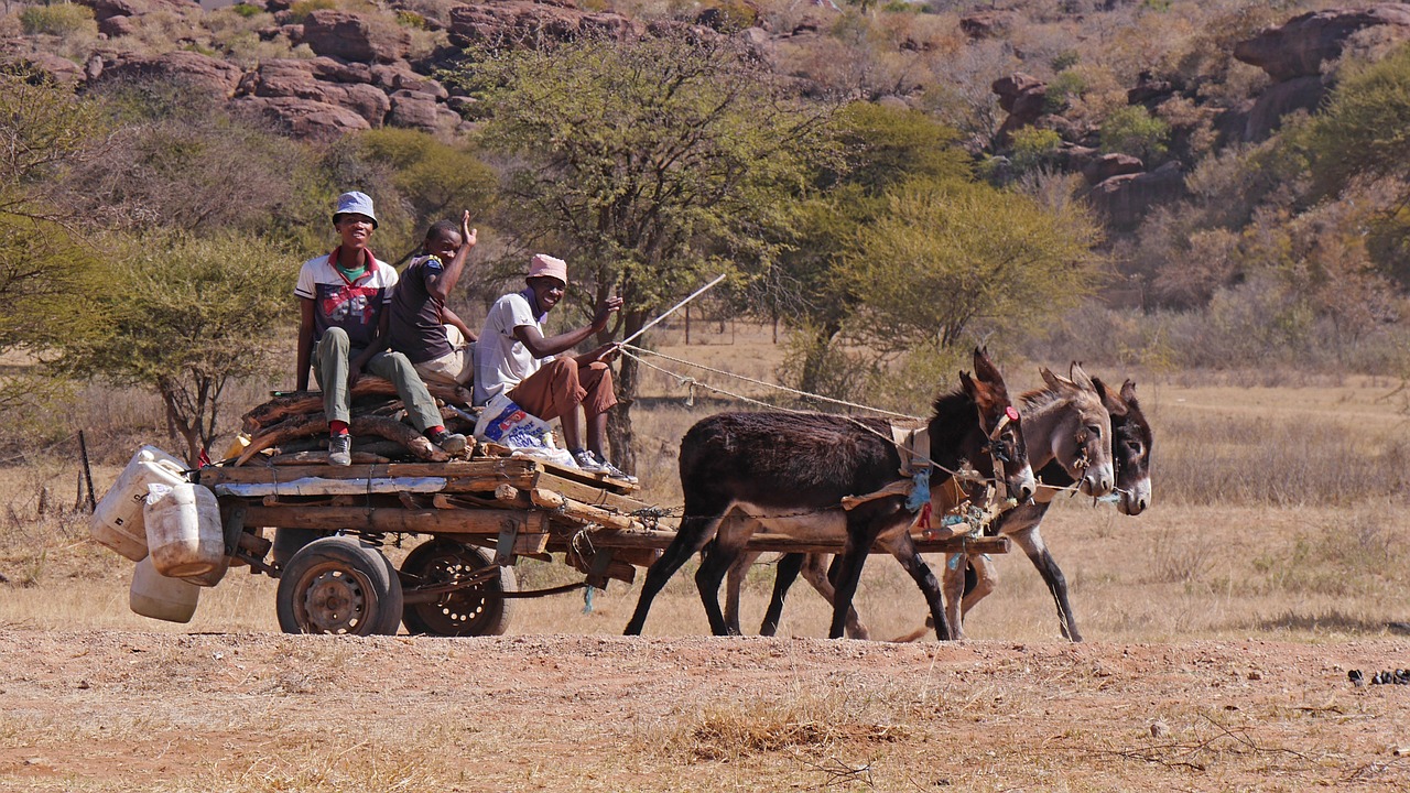 botswana donkey carts transport free photo