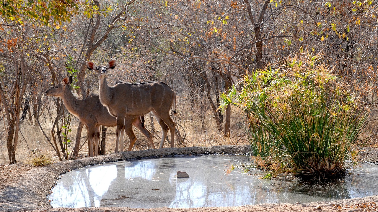 botswana wild animal khudu free photo