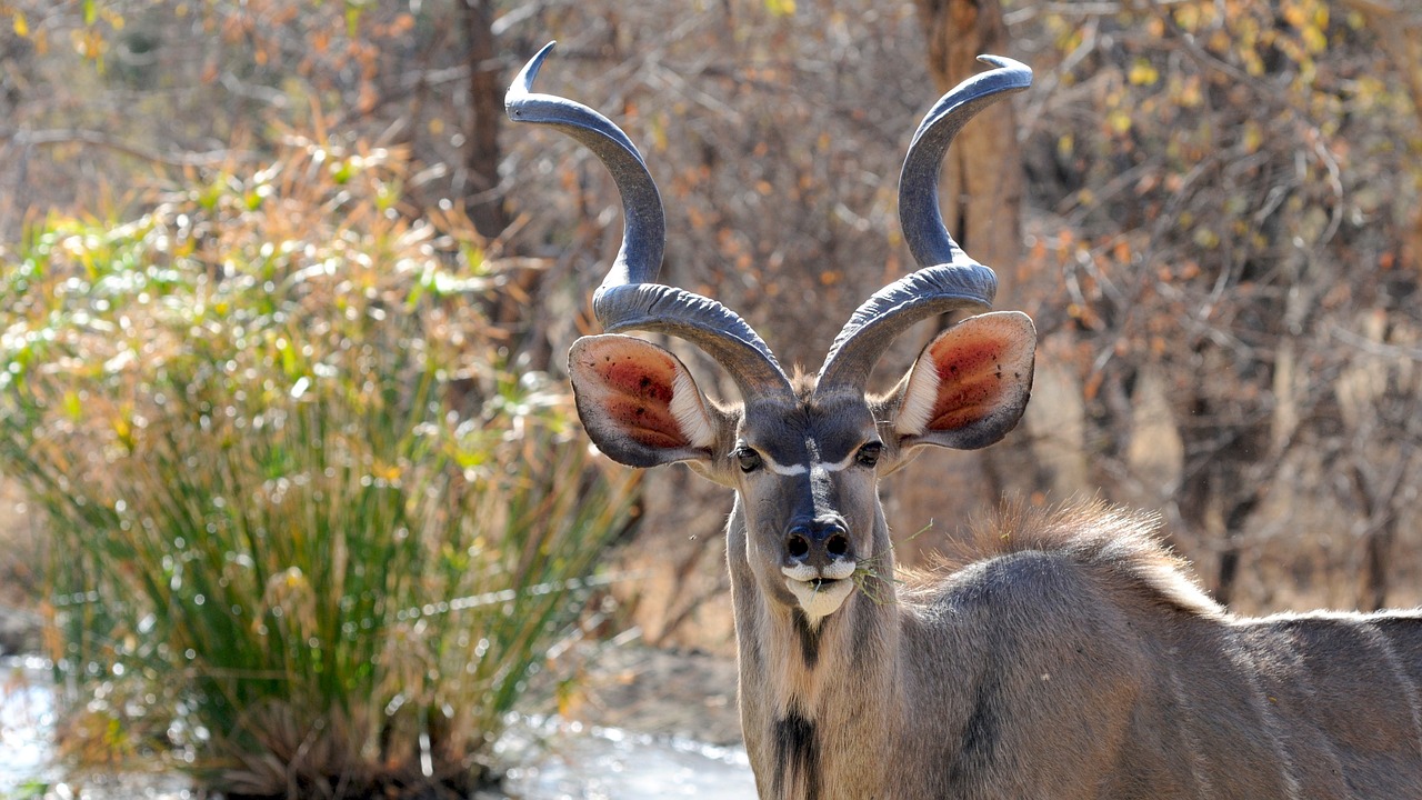 botswana wild animal khudu free photo