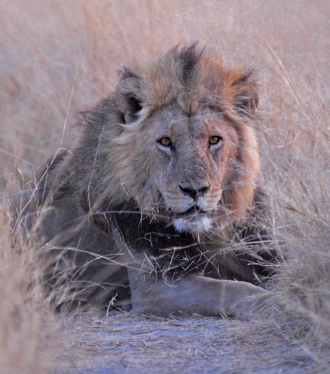 botswana lion savuti free photo
