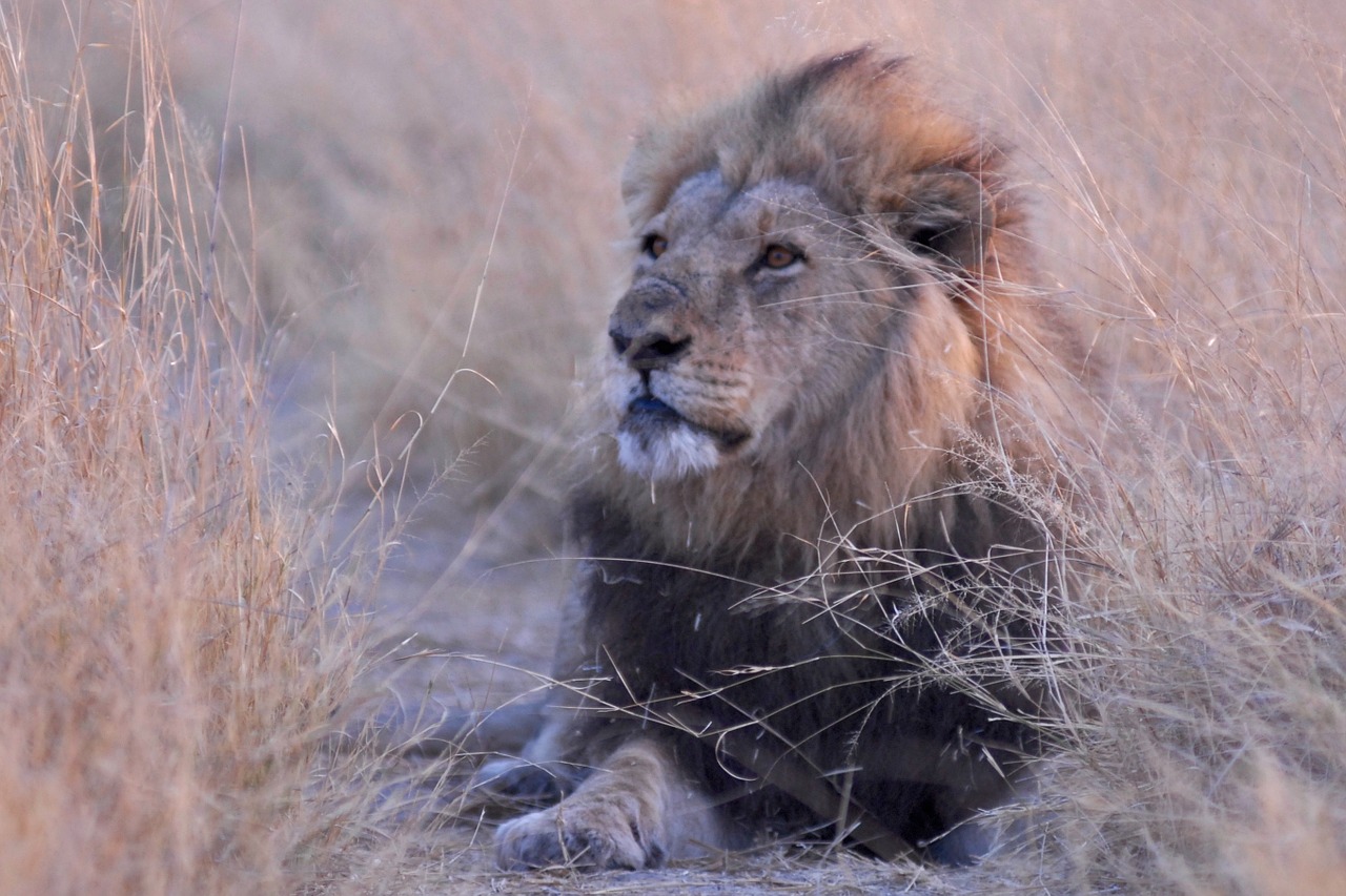 botswana lion africa free photo