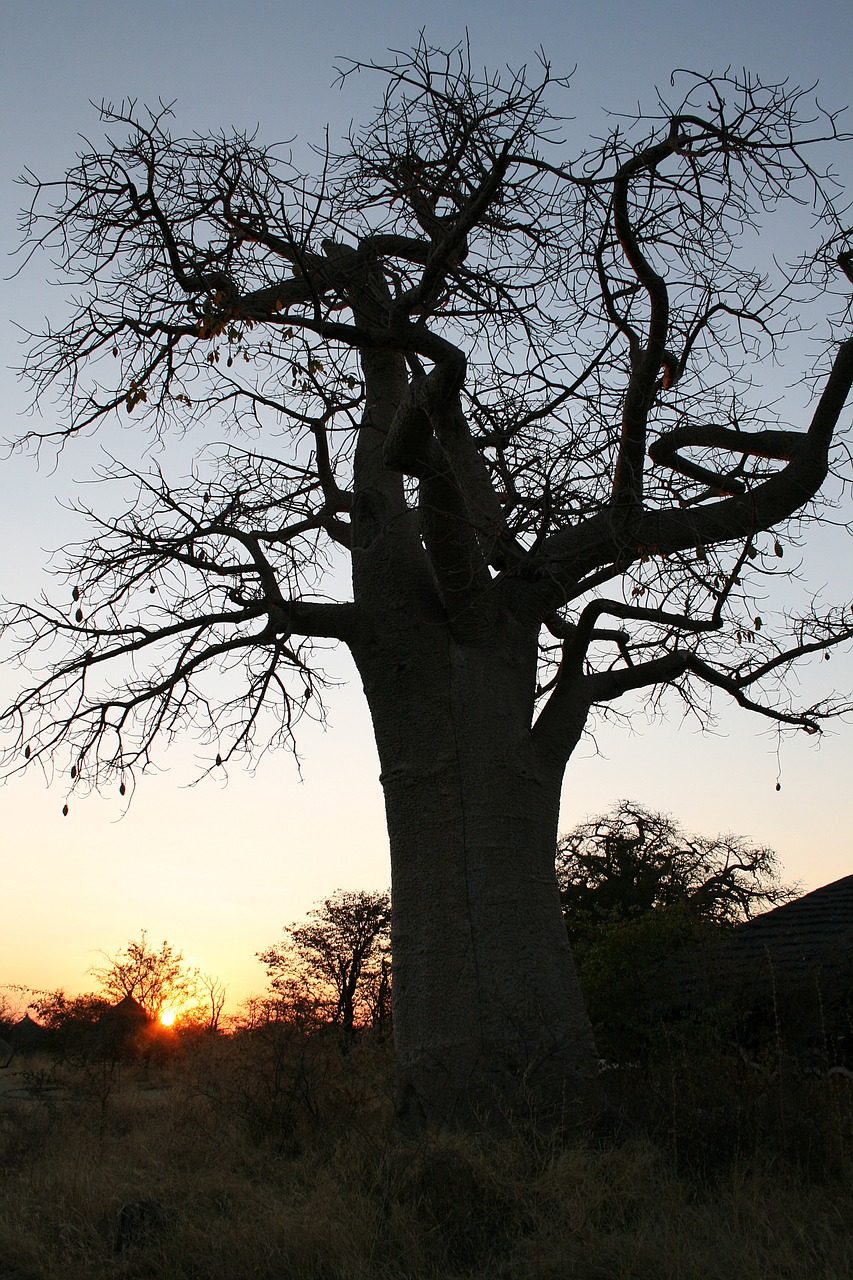 botswana baobab sunset free photo