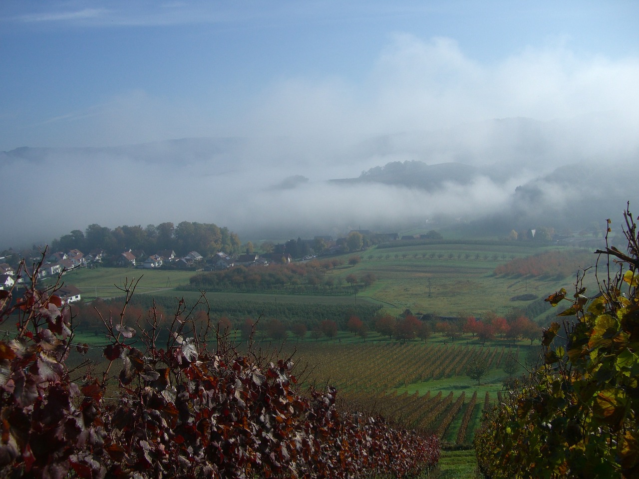 bottenau vineyard autumn free photo