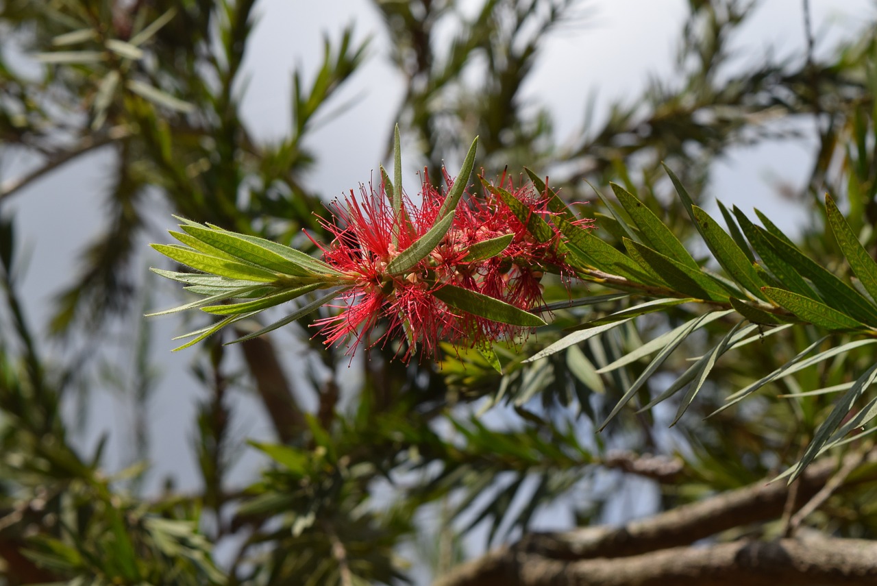 bottle brush flower callistemon free photo