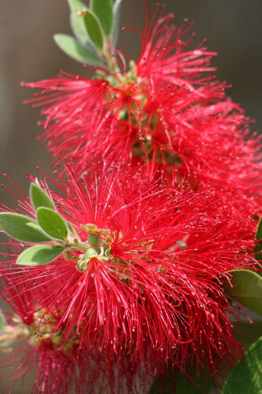 bottle brush plant bloom free photo