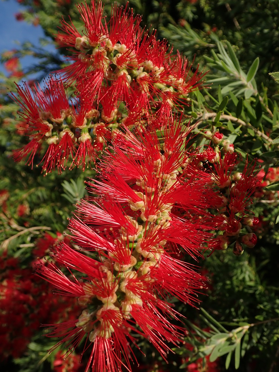 bottle brush  flower  tree free photo