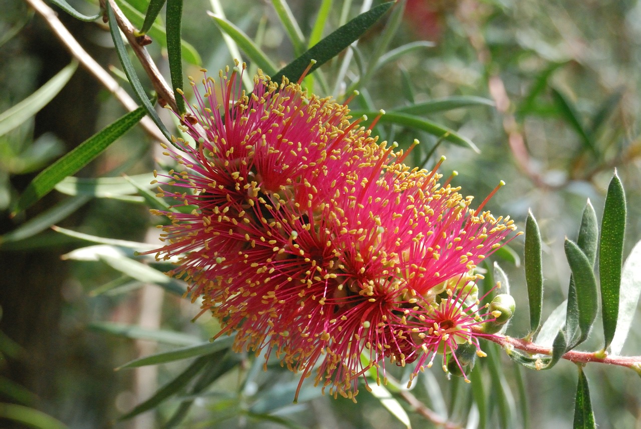 bottle brush plant flower free photo