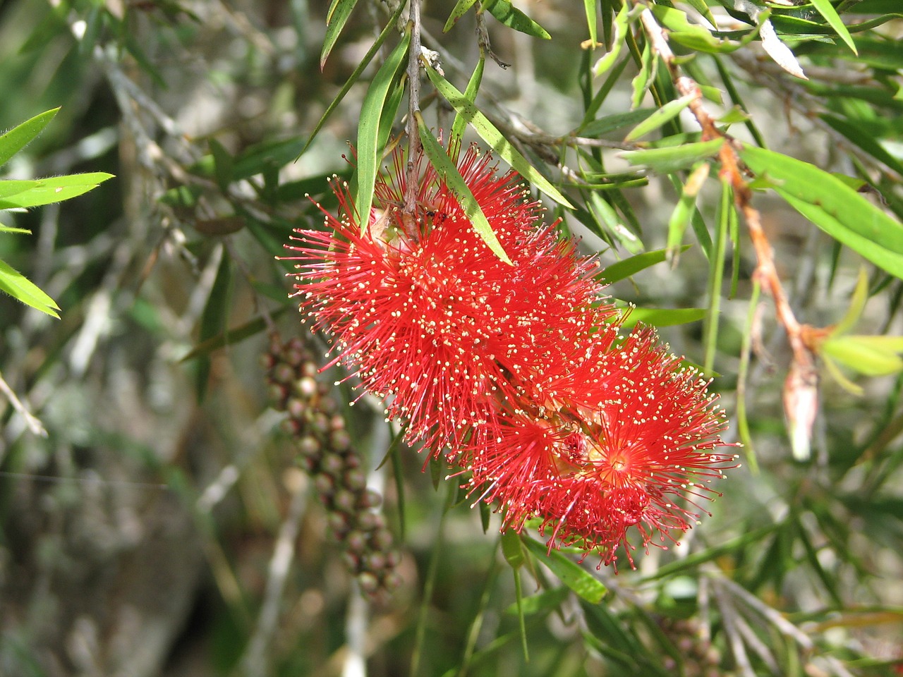 bottle-brush bloom bloom red free photo