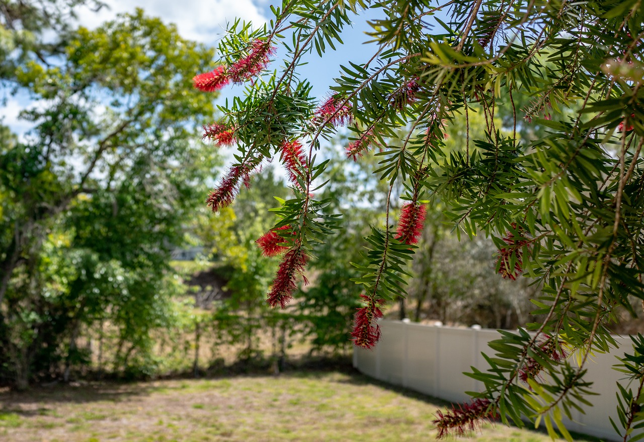 bottle brush flowers  yard  florida free photo