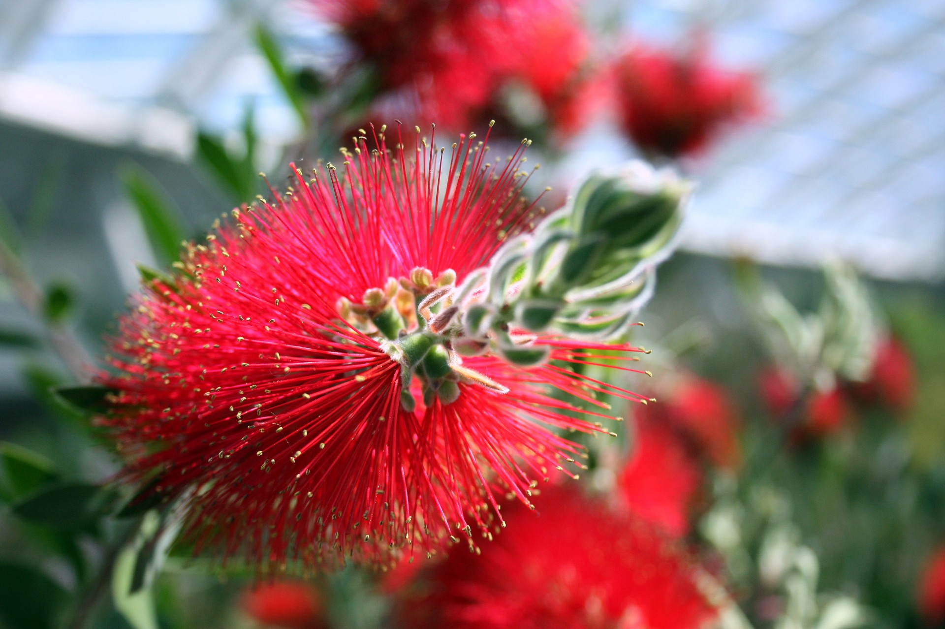 colour red tropical free photo