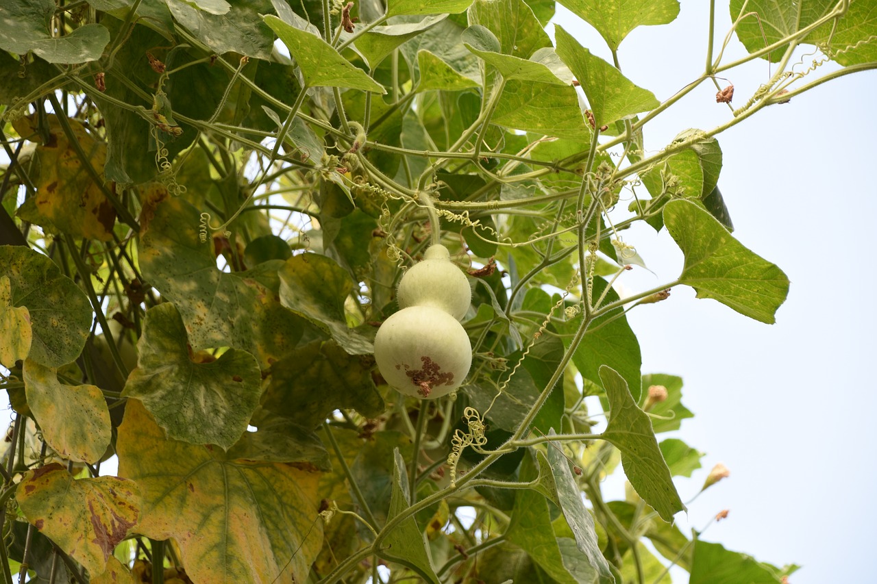 bottle gourd green natural free photo