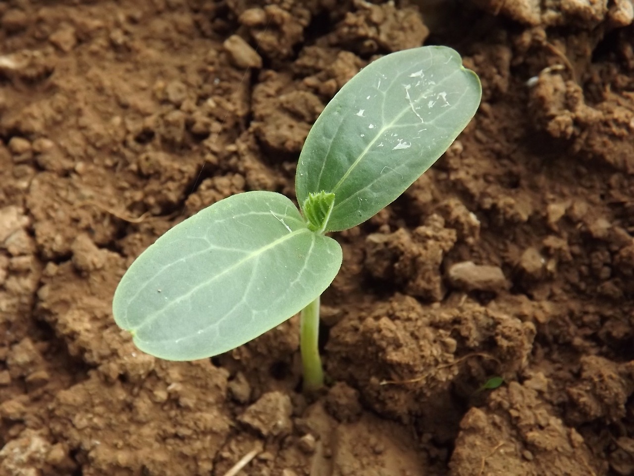 bottle gourd plant green free photo