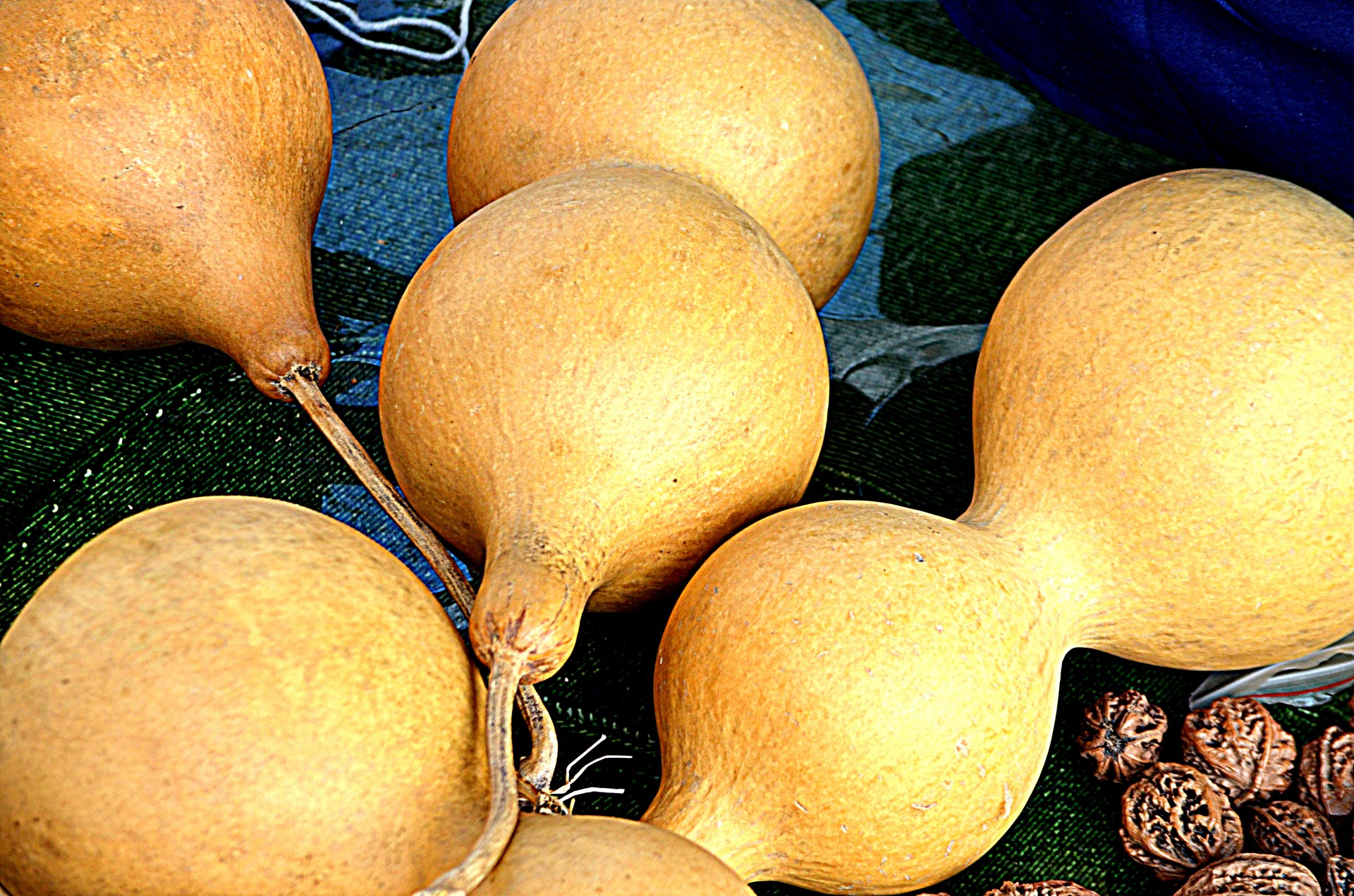 food bottle gourd calabash free photo