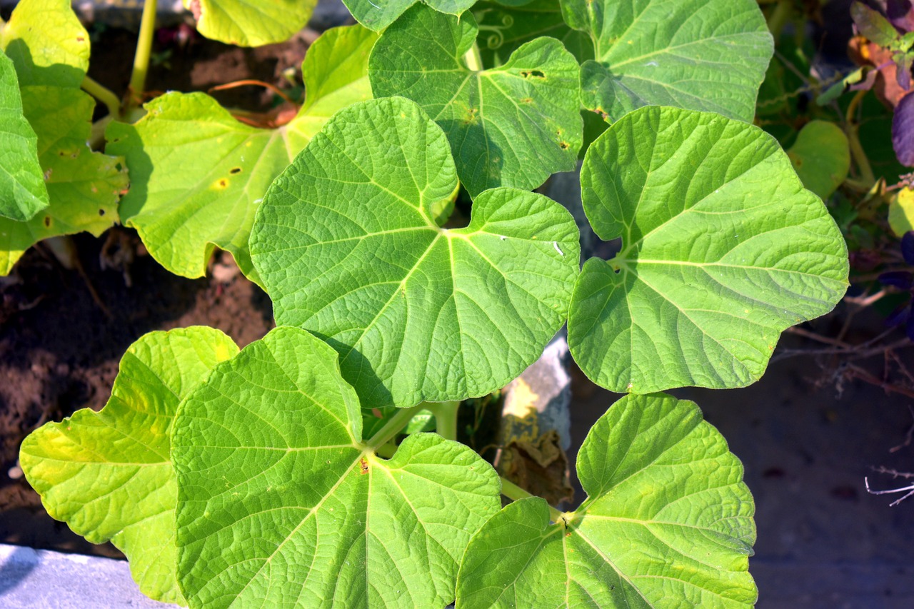 bottle gourd leaves green big leaves free photo