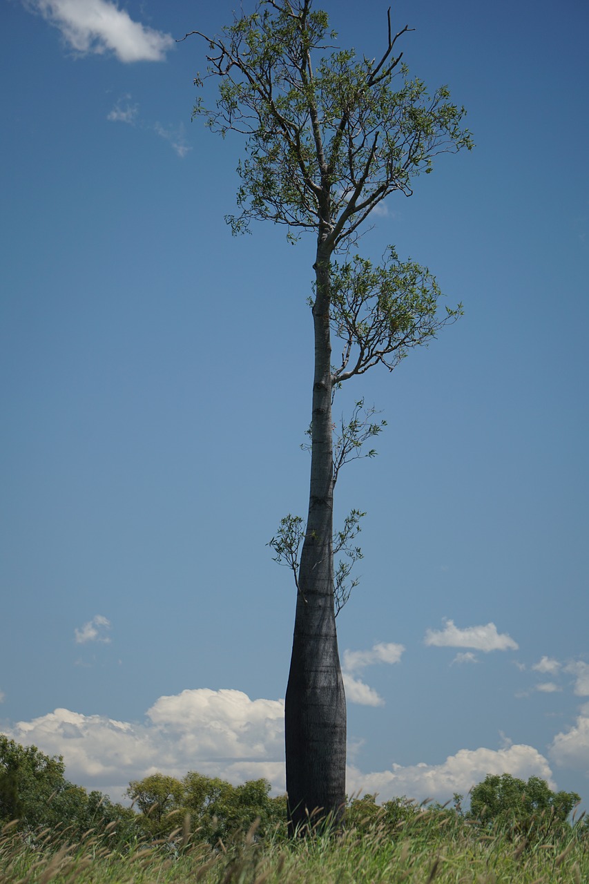 bottle tree brachychiton rupestris queensland free photo