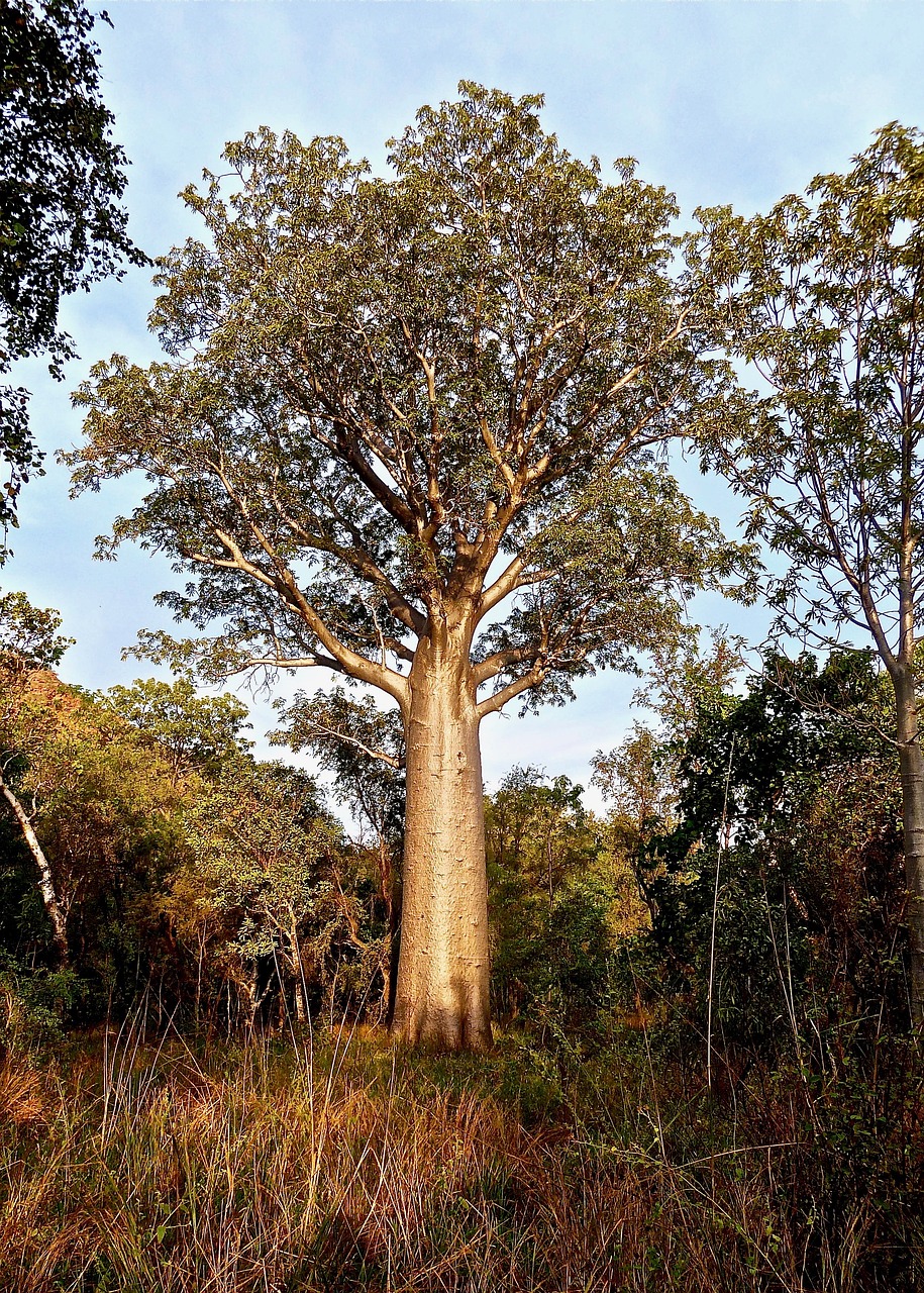 bottle tree australia botany free photo