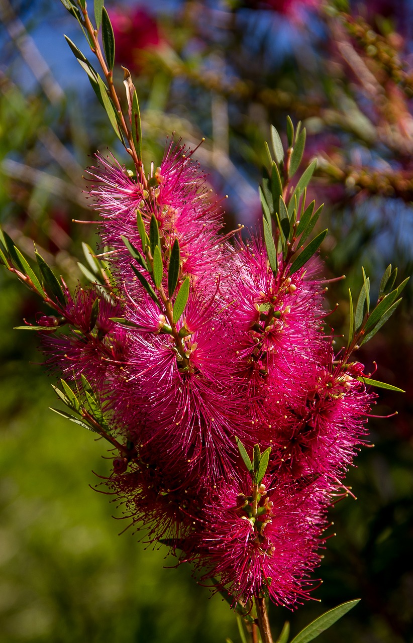 bottlebrush flowers callistemon free photo