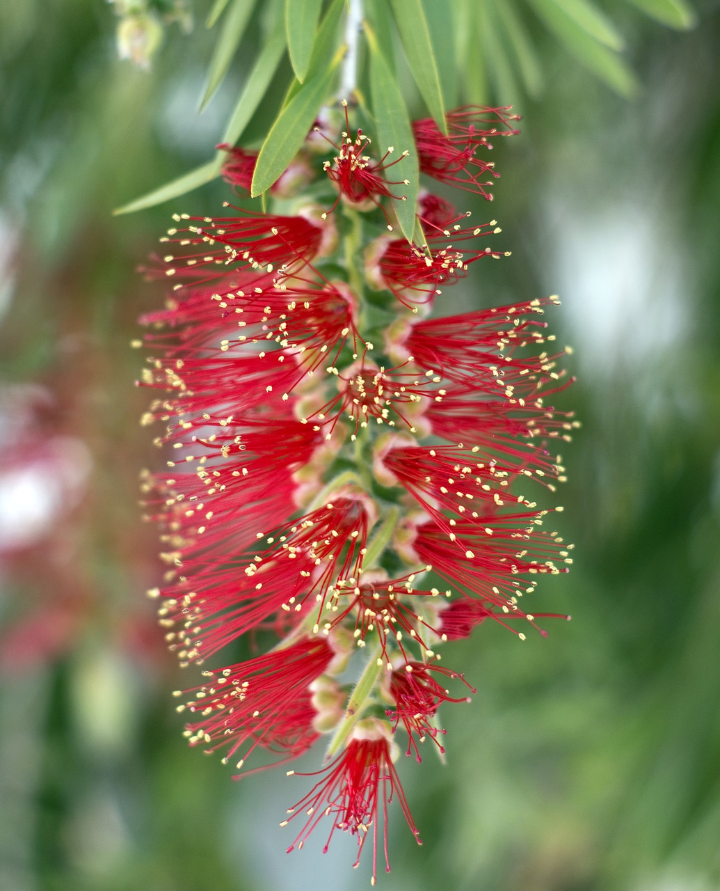 bottlebrush callistemon flower free photo